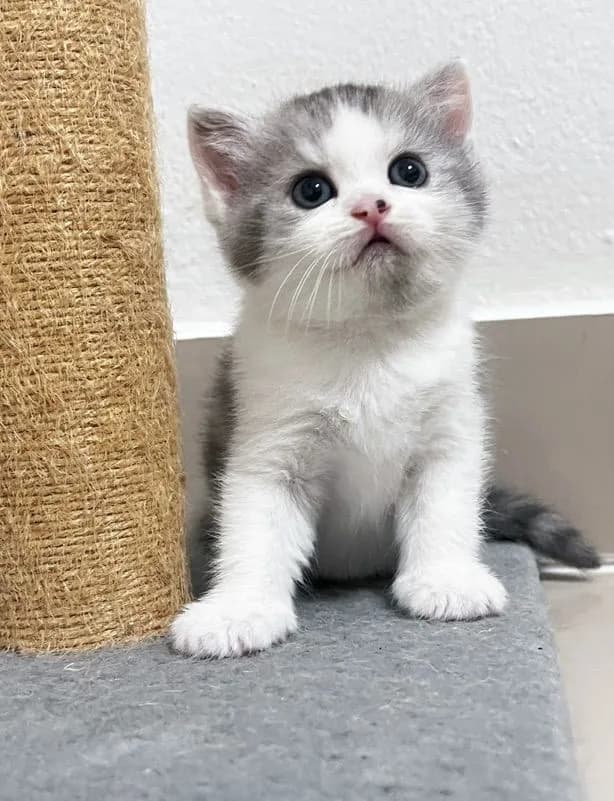 แมว Scottish fold Cat