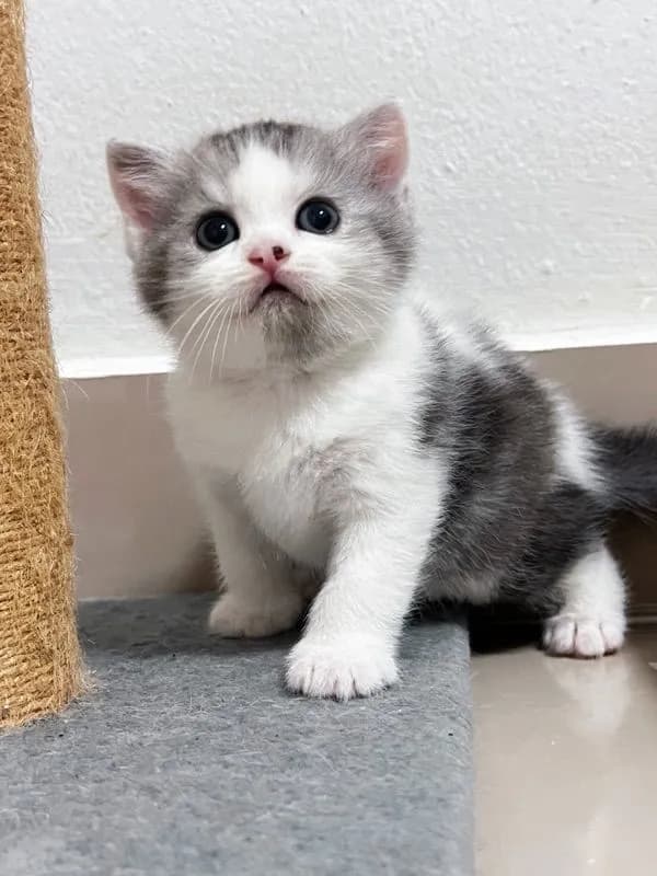แมว Scottish fold Cat