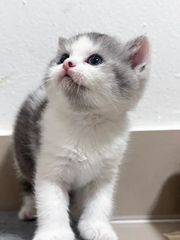 แมว Scottish fold Cat