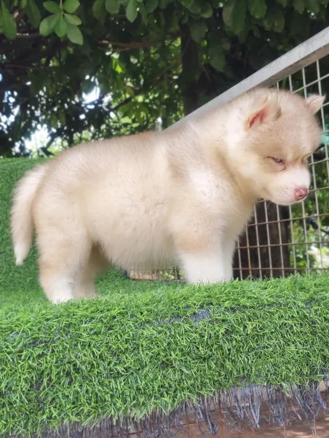 ไซบีเรียนวูลลี่โค้ด ขนยาว