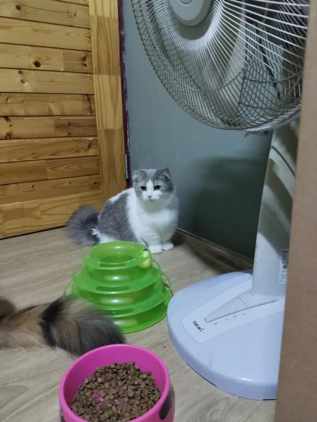 แมวพันธุ์มันซ์กิ้นขาสั้นเพศเมีย