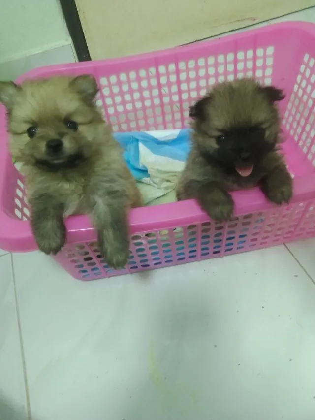 ปอมๆๆเเท้