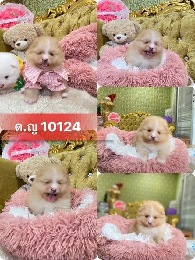 ลูกปอมแท้ ราคากันเอง มาดูตัวจริงได้