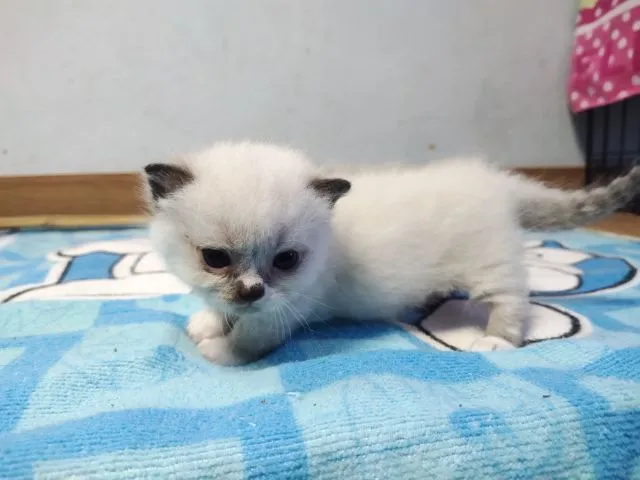 ขาสั้นๆหน้าไหม้