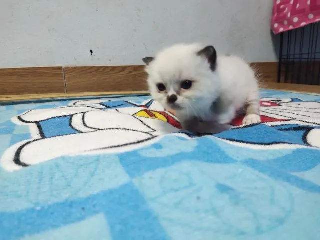 ขาสั้นๆหน้าไหม้