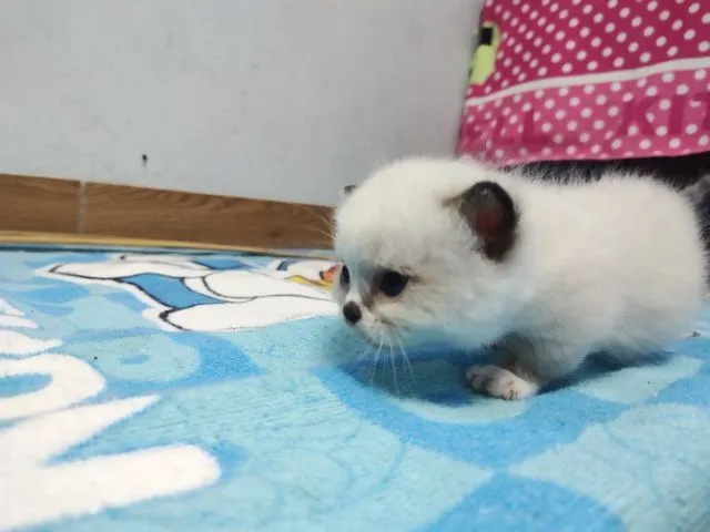 ขาสั้นๆหน้าไหม้