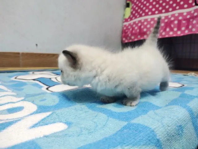 ขาสั้นๆหน้าไหม้