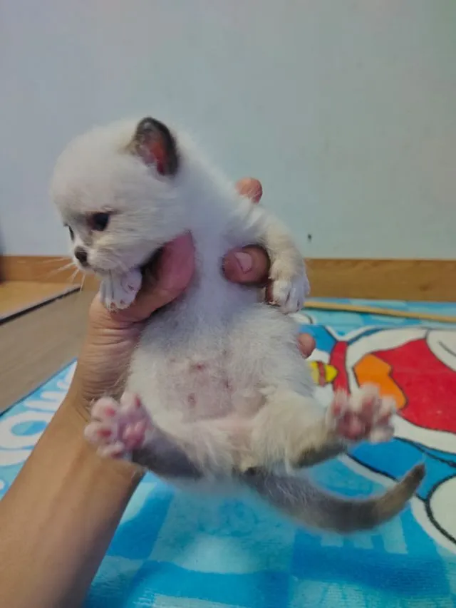 ขาสั้นๆหน้าไหม้