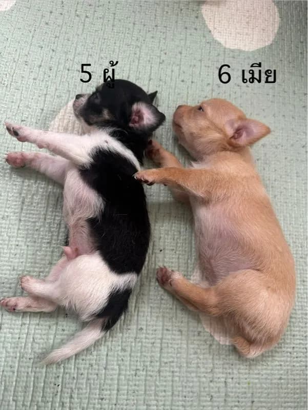ชิวาวาขนสั้น ผู้1 เมีย1 ตัวละ3000