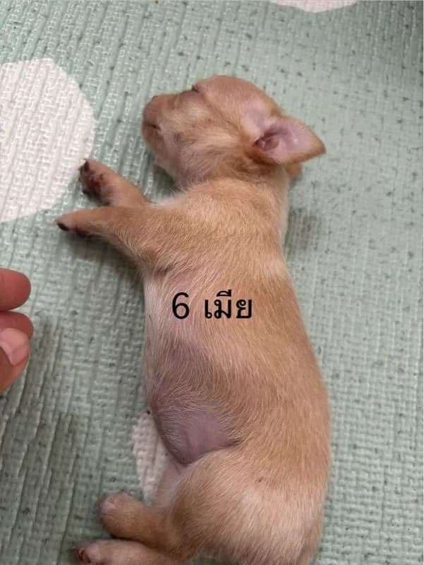 ชิวาวาขนสั้น ผู้1 เมีย1 ตัวละ3000