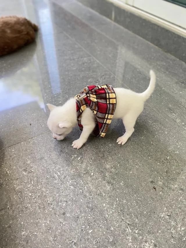 ชิวาวา ขนสั้น สีขาว น่ารักมาก
