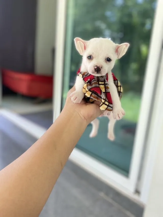 ชิวาวา ขนสั้น สีขาว น่ารักมาก