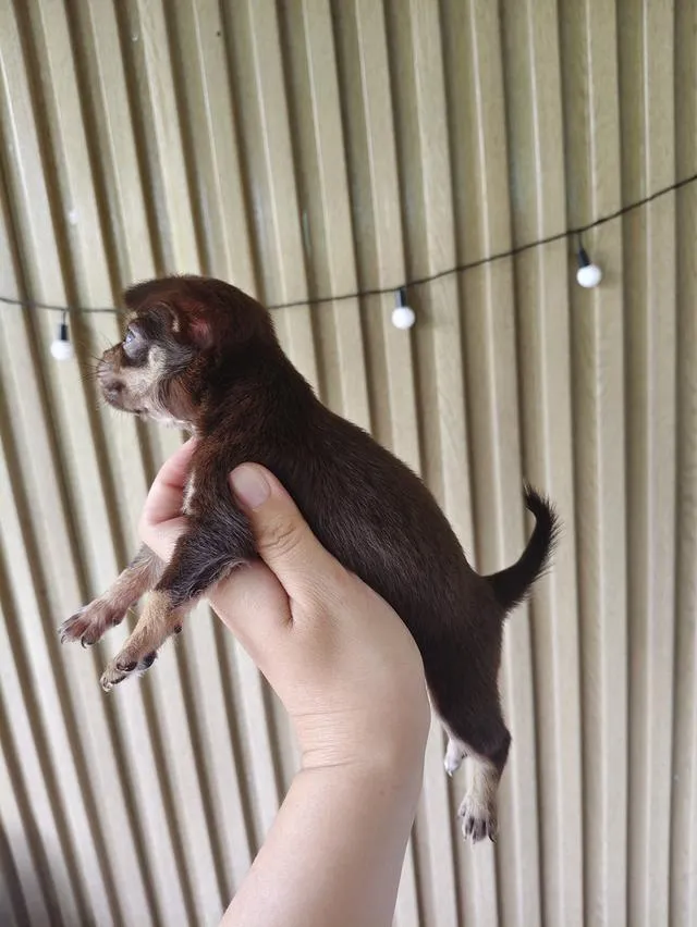 chihuahua chiwawa ชิวาวาเชียงใหม่