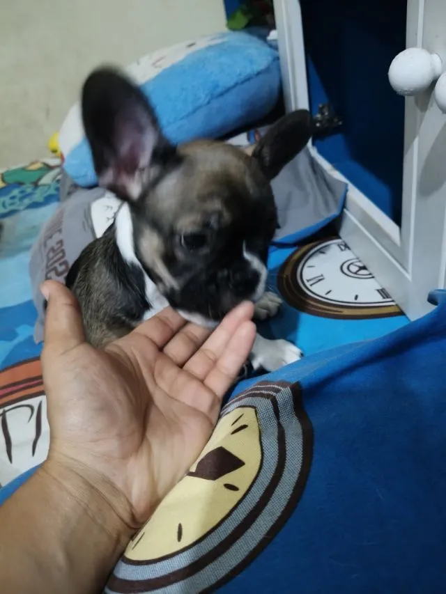 เด็กชายเฟรนบลูด็อก