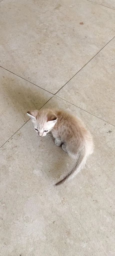 แมวมันช์กิ้น