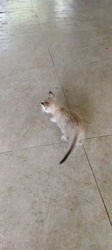 แมวมันช์กิ้น