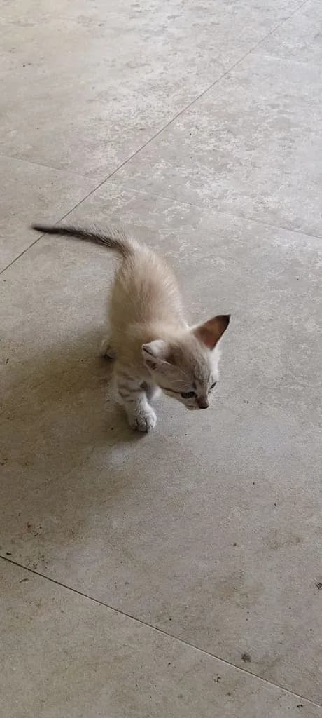 แมวมันช์กิ้น