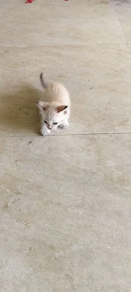 แมวมันช์กิ้น