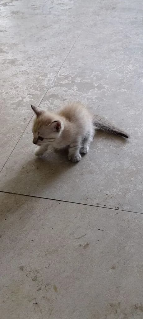 แมวมันช์กิ้น