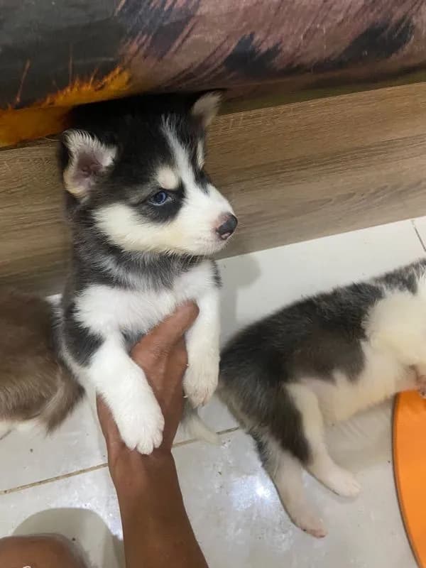 ไซน้อย100เปอร์เซ็น