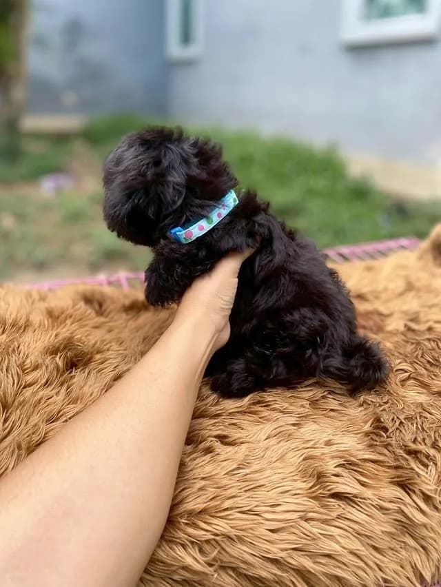 พุดเดิ้ลผสมชิสุห์ น่ารักมาก ตัวเล็กๆ