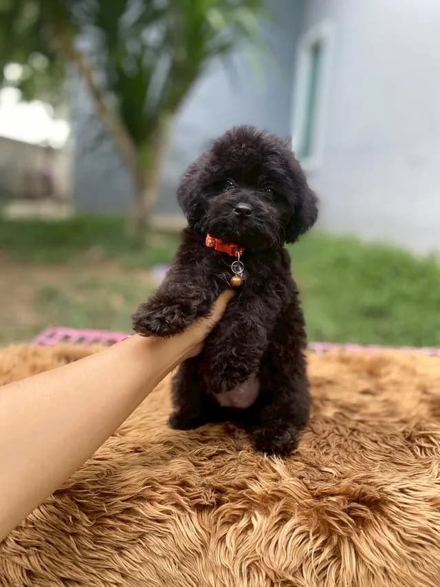 พุดเดิ้ลผสมชิสุห์ น่ารักมาก ตัวเล็กๆ