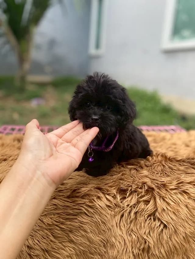 พุดเดิ้ลผสมชิสุห์ น่ารักมาก ตัวเล็กๆ