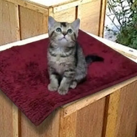 แมว scottish fold อายุ 2 เดือน
