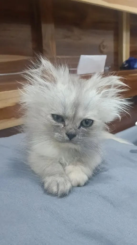 ลูกแมวเปอร์เซีย