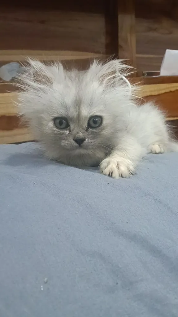 ลูกแมวเปอร์เซีย