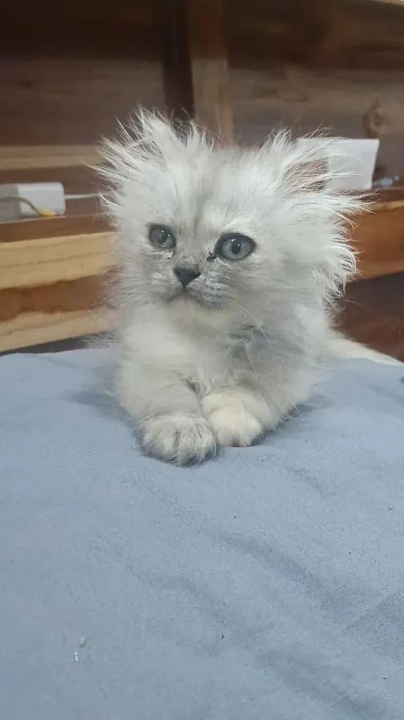 ลูกแมวเปอร์เซีย