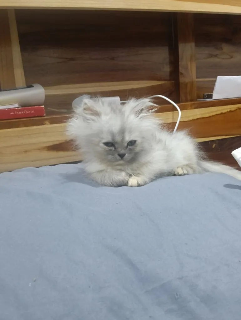 ลูกแมวเปอร์เซีย