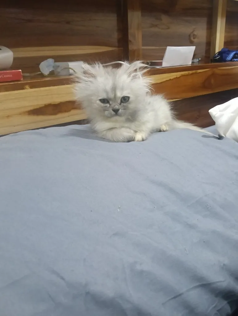 ลูกแมวเปอร์เซีย