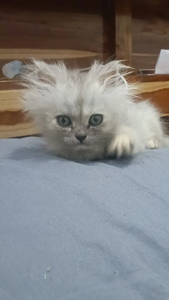 ลูกแมวเปอร์เซีย