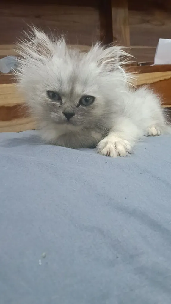 ลูกแมวเปอร์เซีย