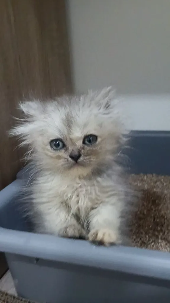 ลูกแมวเปอร์เซีย