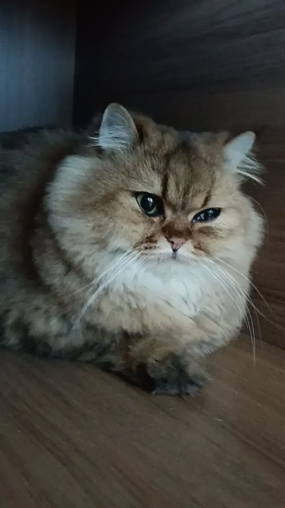 ลูกแมวเปอร์เซีย