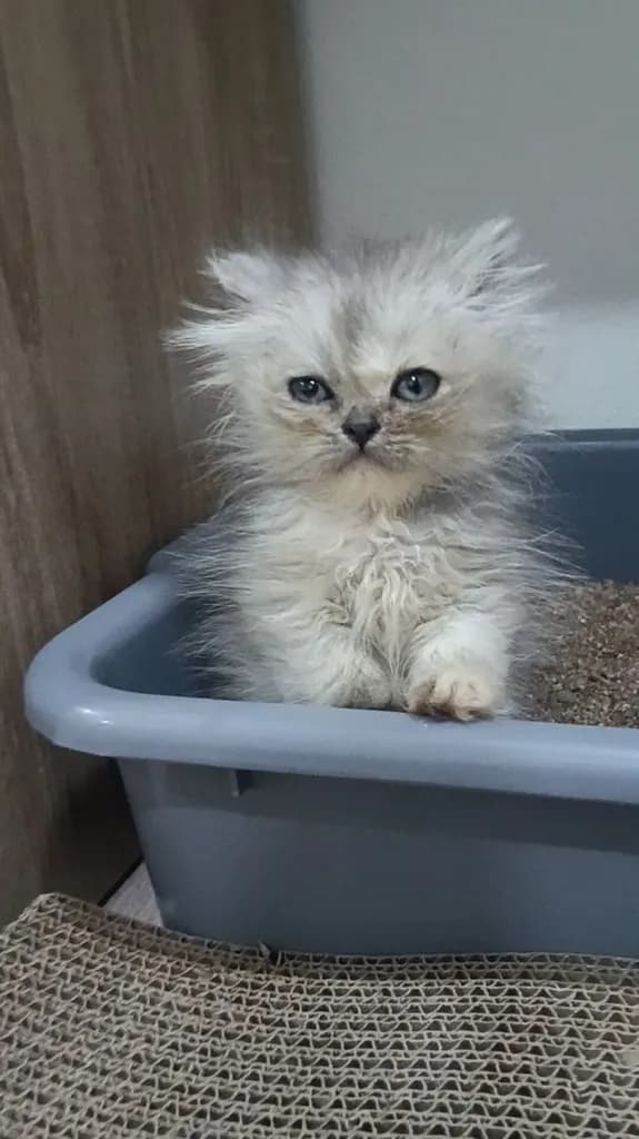 ลูกแมวเปอร์เซีย