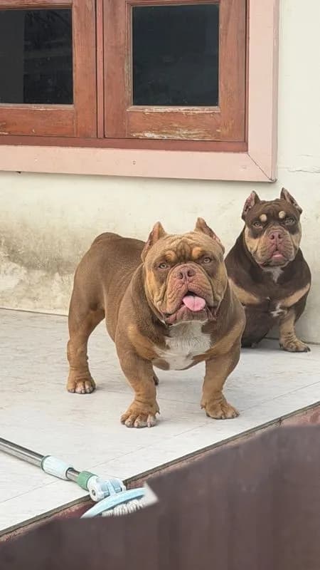 รับผสมพันธ์ สุนับขลูลี่