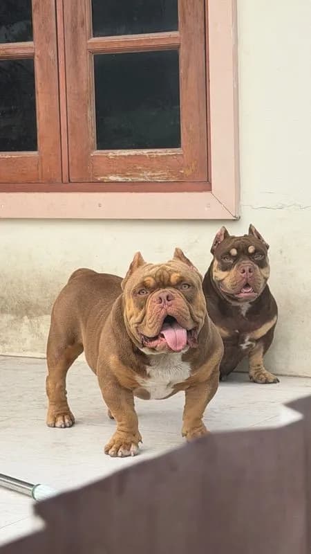 รับผสมพันธ์ สุนับขลูลี่