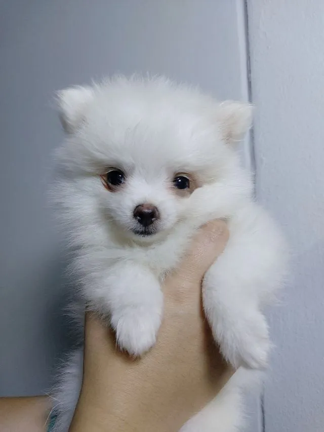 ลูกสุนัขปอม