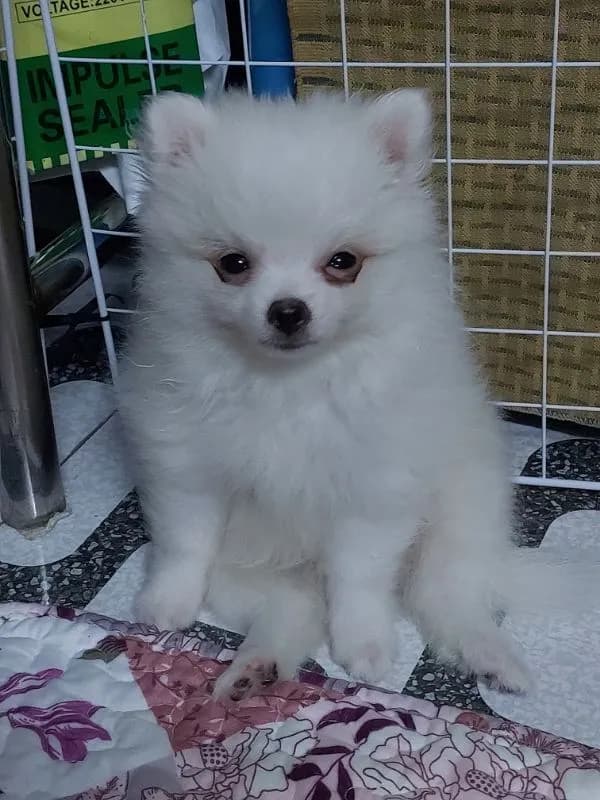 ลูกสุนัขปอม