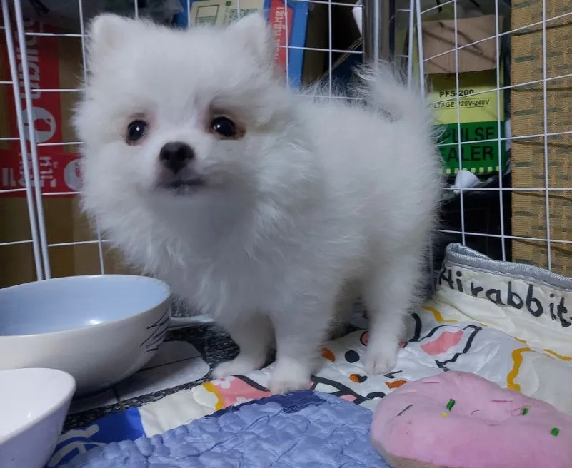 ลูกสุนัขปอม
