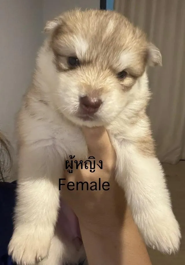 สุขนัขพันธุ์ไซบีเรียน