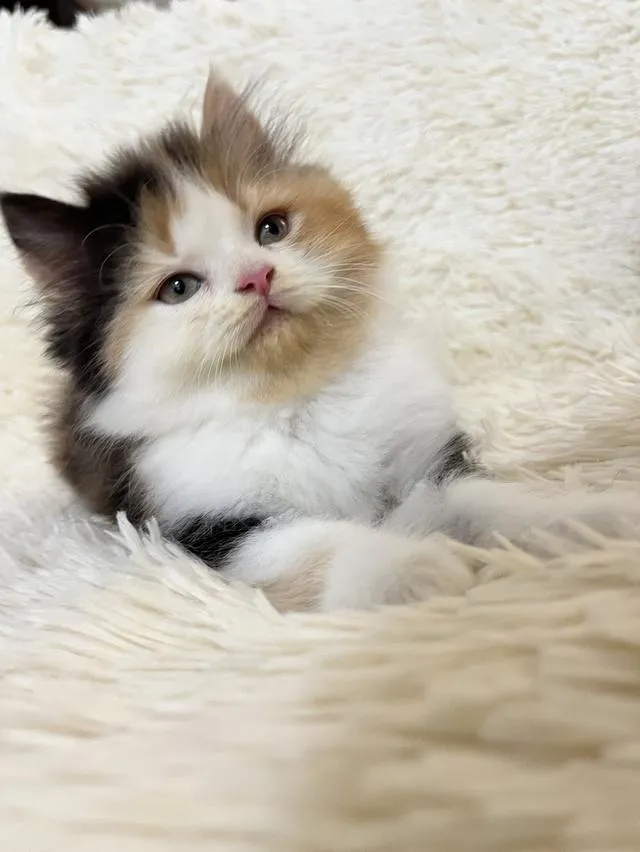 น้องแมวเปอเซียสามสี ตัวเมีย