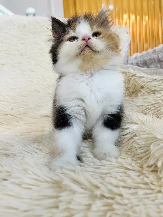 น้องแมวเปอเซียสามสี ตัวเมีย