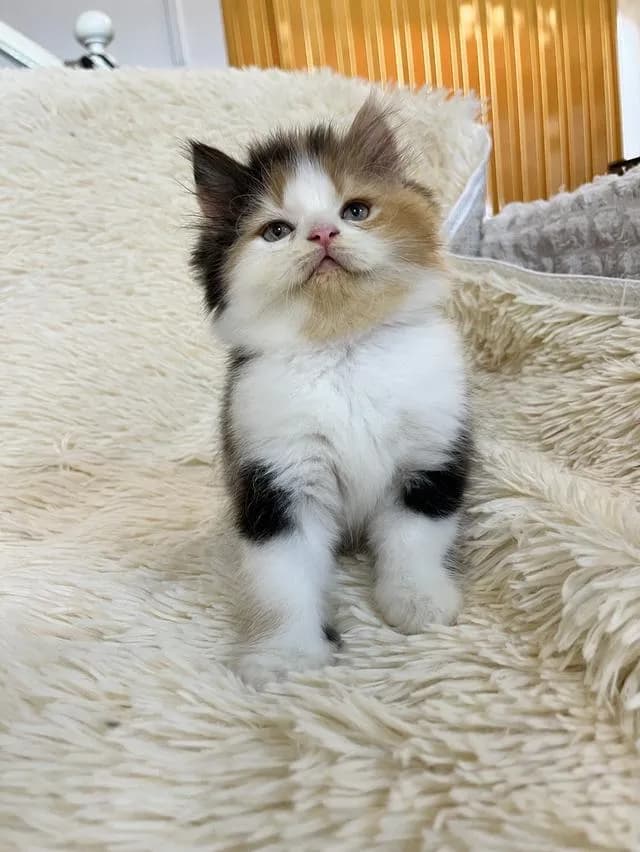 น้องแมวเปอเซียสามสี ตัวเมีย