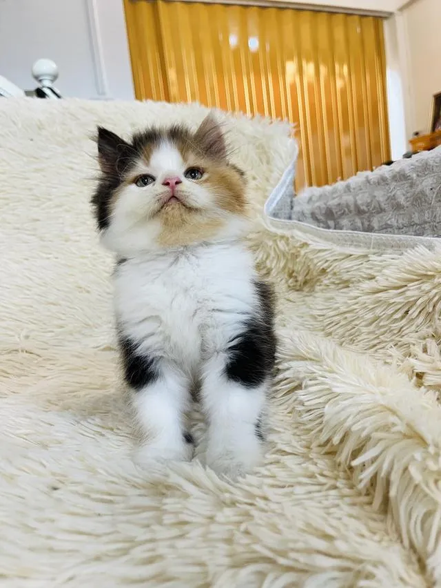 น้องแมวเปอเซียสามสี ตัวเมีย