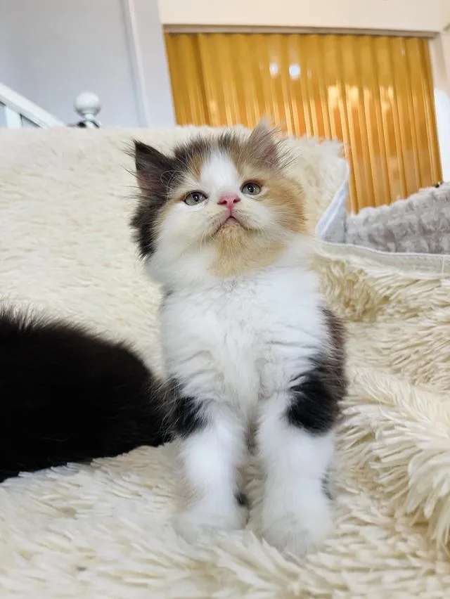 น้องแมวเปอเซียสามสี ตัวเมีย