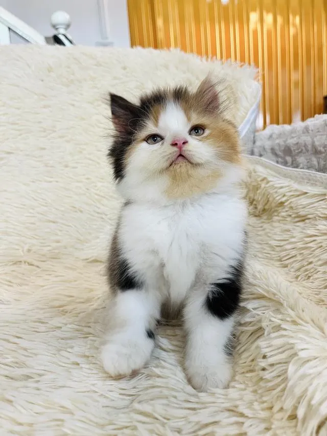 น้องแมวเปอเซียสามสี ตัวเมีย